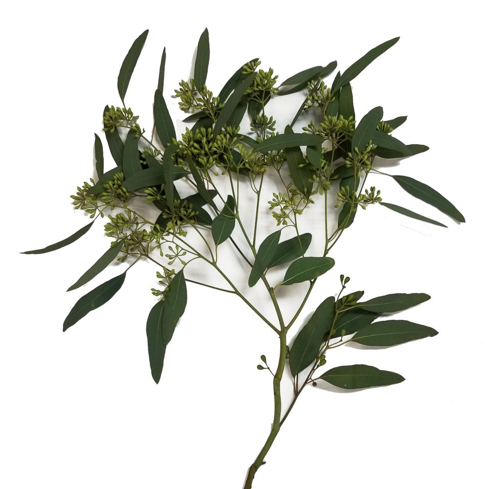 Member's Mark Cupped Seeded Eucalyptus 40 stems