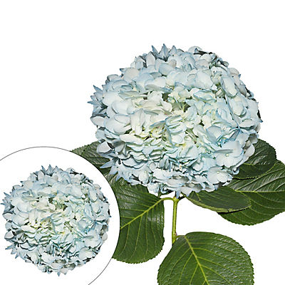 Hand-Painted Hydrangeas, 26 Stems - Light Aqua
