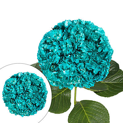 Hand-Painted Hydrangeas, 26 Stems - Aqua