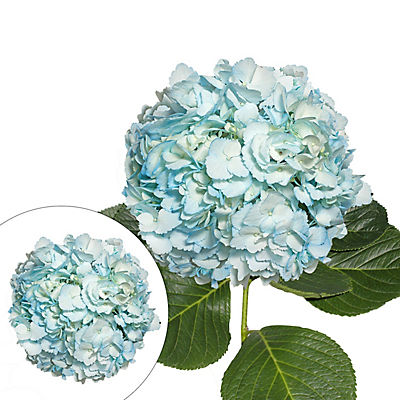 Hand-Painted Hydrangeas, 26 Stems - Light Blue