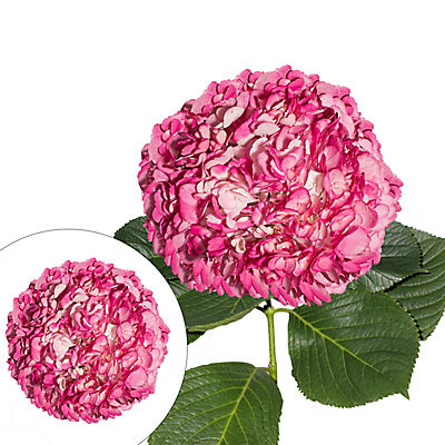 Hand-Painted Hydrangeas, 26 Stems - Magenta