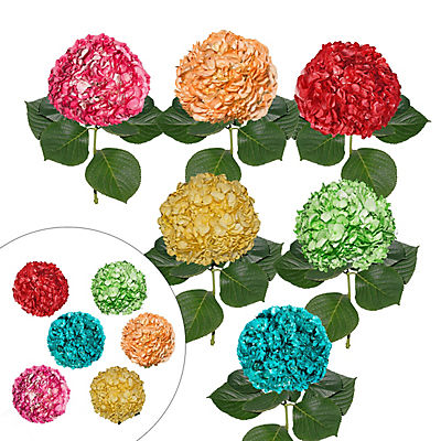 Hand-Painted Hydrangeas, 26 Stems - Fiesta Assorted