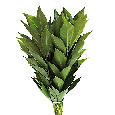 Cocculus, 150 Stems