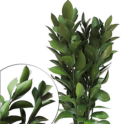 Isreali Ruscus, 200 Stems
