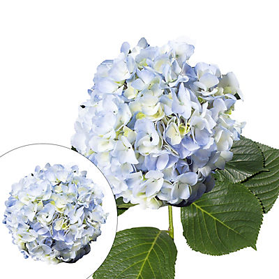 Hydrangeas, 30 Stems - Blue