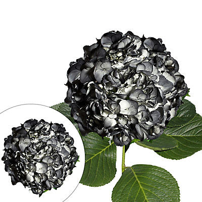 Hand-Painted Hydrangeas, 26 Stems - Black