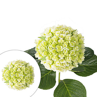 Mini Hydrangeas, 40 Stems - Green
