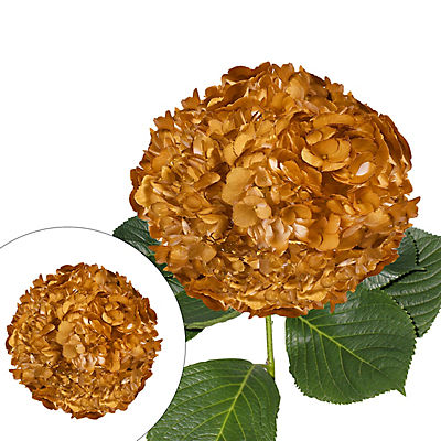 Hand Panted Gold Hydrangeas