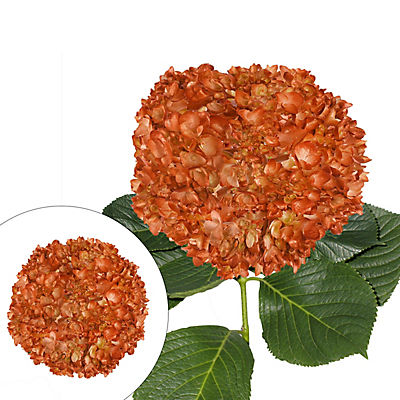 Hand Painted Metallic Orange Hydrangeas