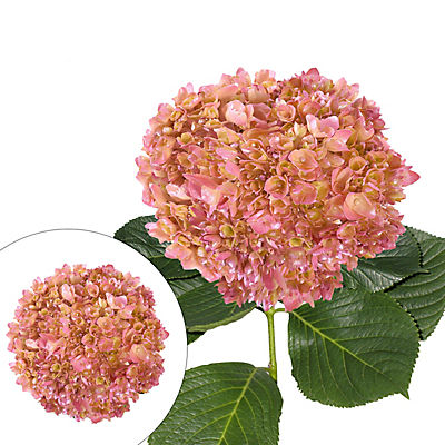 Hand Painted Metallic Pink Hydrangeas