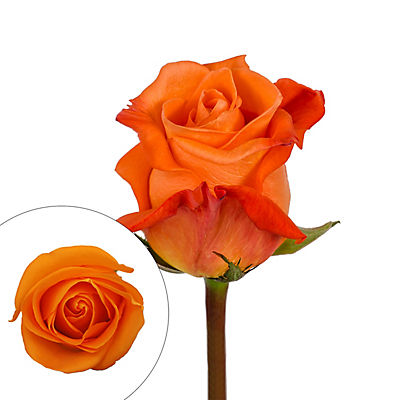 Orange Roses