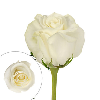 White Roses