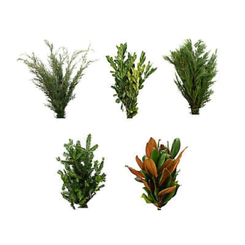 Deluxe Holiday Greens - Home/Flowers/Greenery & Fillers/ - InBloom