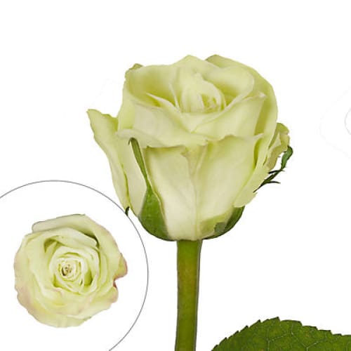 Green Roses - Home/Flowers/Roses & Petals/ - InBloom