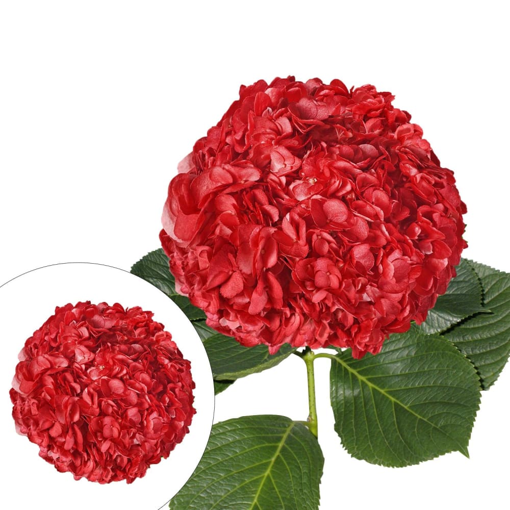 Hand-Painted Hydrangeas 26 Stems - Red - InBloom