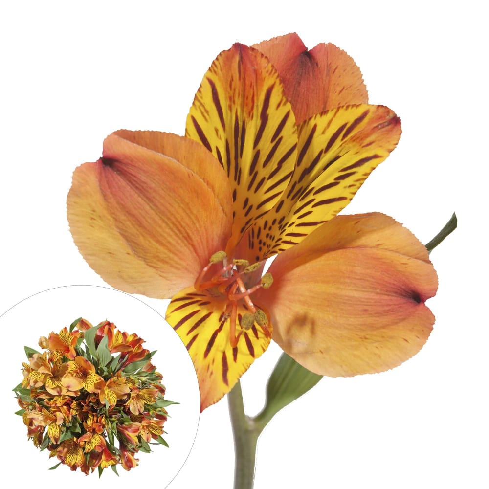 InBloom Alstroemeria 120 Stems - Orange - InBloom