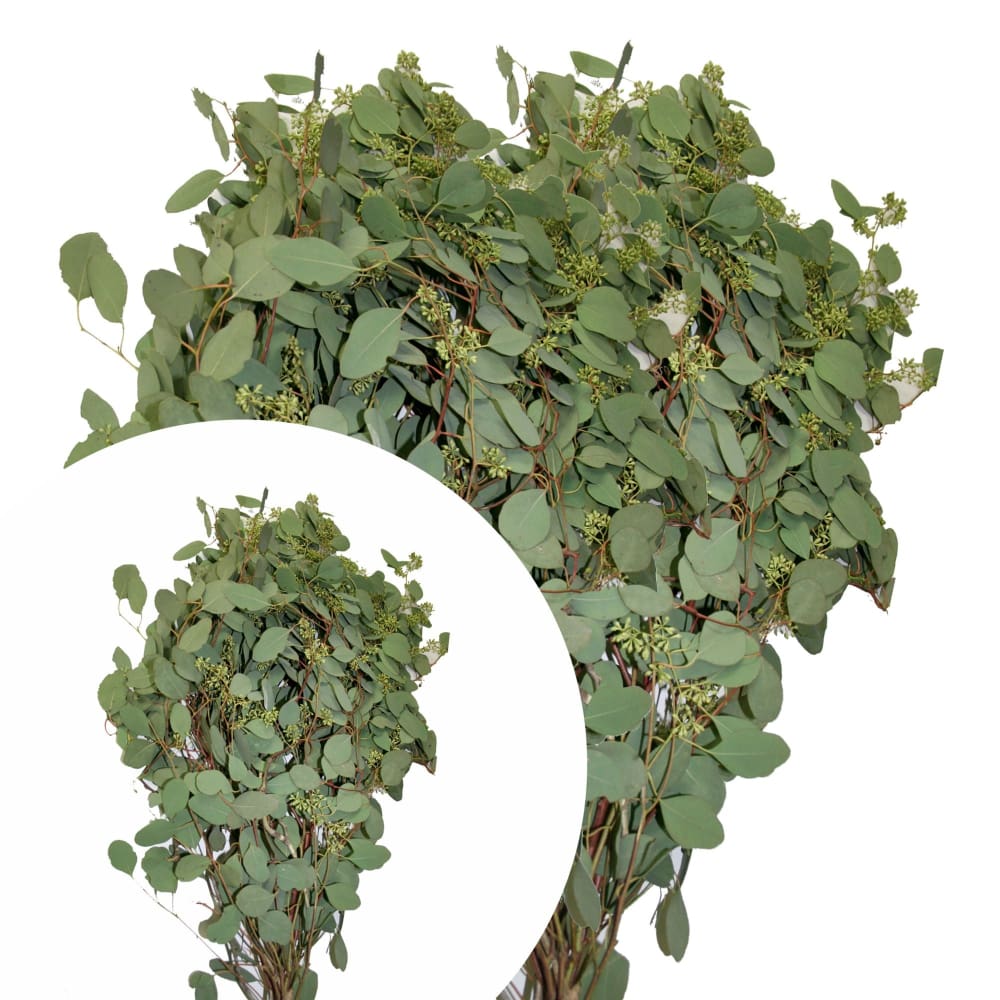InBloom Seeded Eucalyptus 40 Stems - InBloom