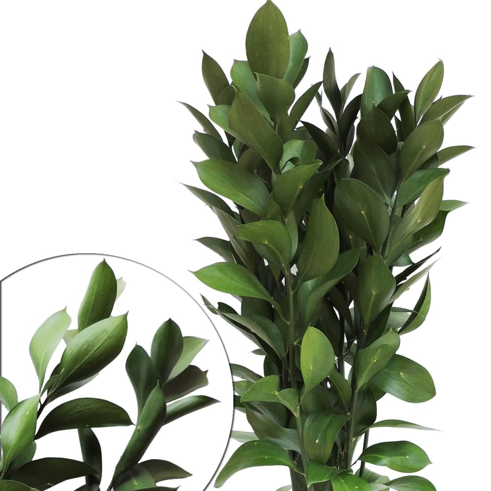 Isreali Ruscus 200 Stems - Isreali