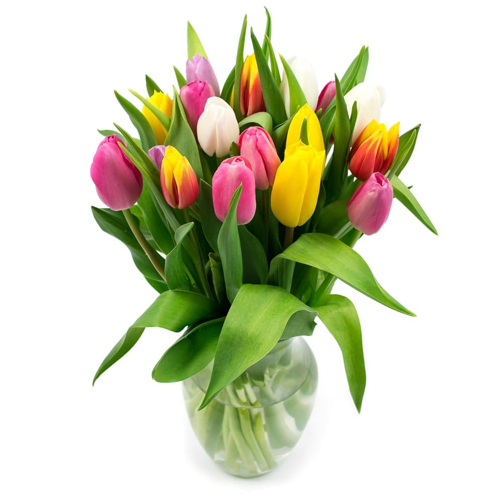Member’s Mark Tulip Bouquet and Vase Rainbow Colors (20 stems) - Floral Arrangements - Member’s