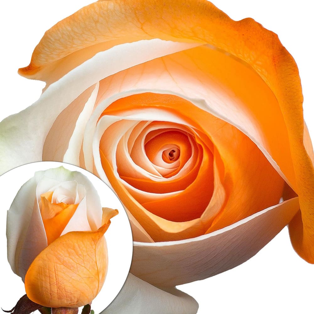 InBloom Orange and White Tinted Roses - Home/Home/Flowers & Plants/Roses/ - InBloom