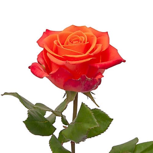 Orange Roses 125 Stems - Home/Seasonal/Fall Harvest/Fall Flowers/ - InBloom