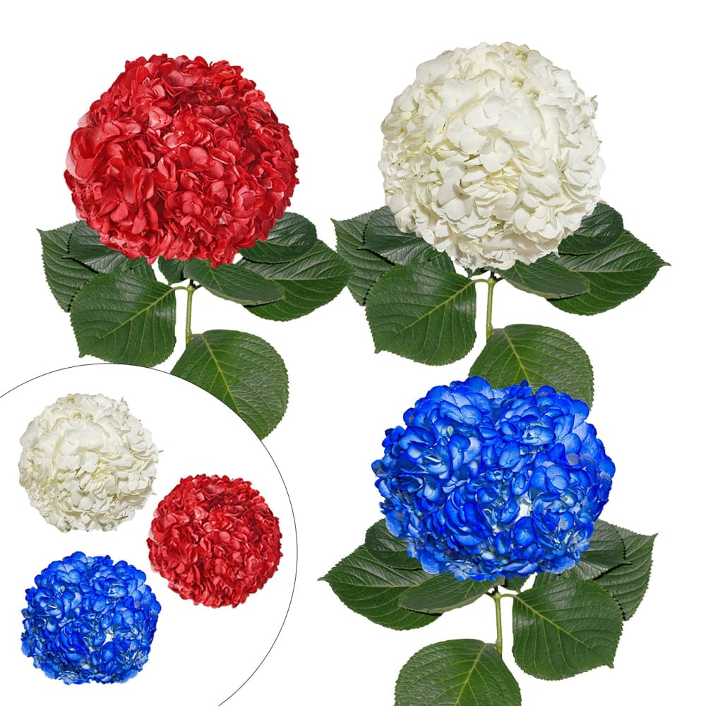 InBloom Patriotic Assorted Color Hydrangeas 26 Stems - Home/Home/Flowers & Plants/Hydrangeas/ - InBloom