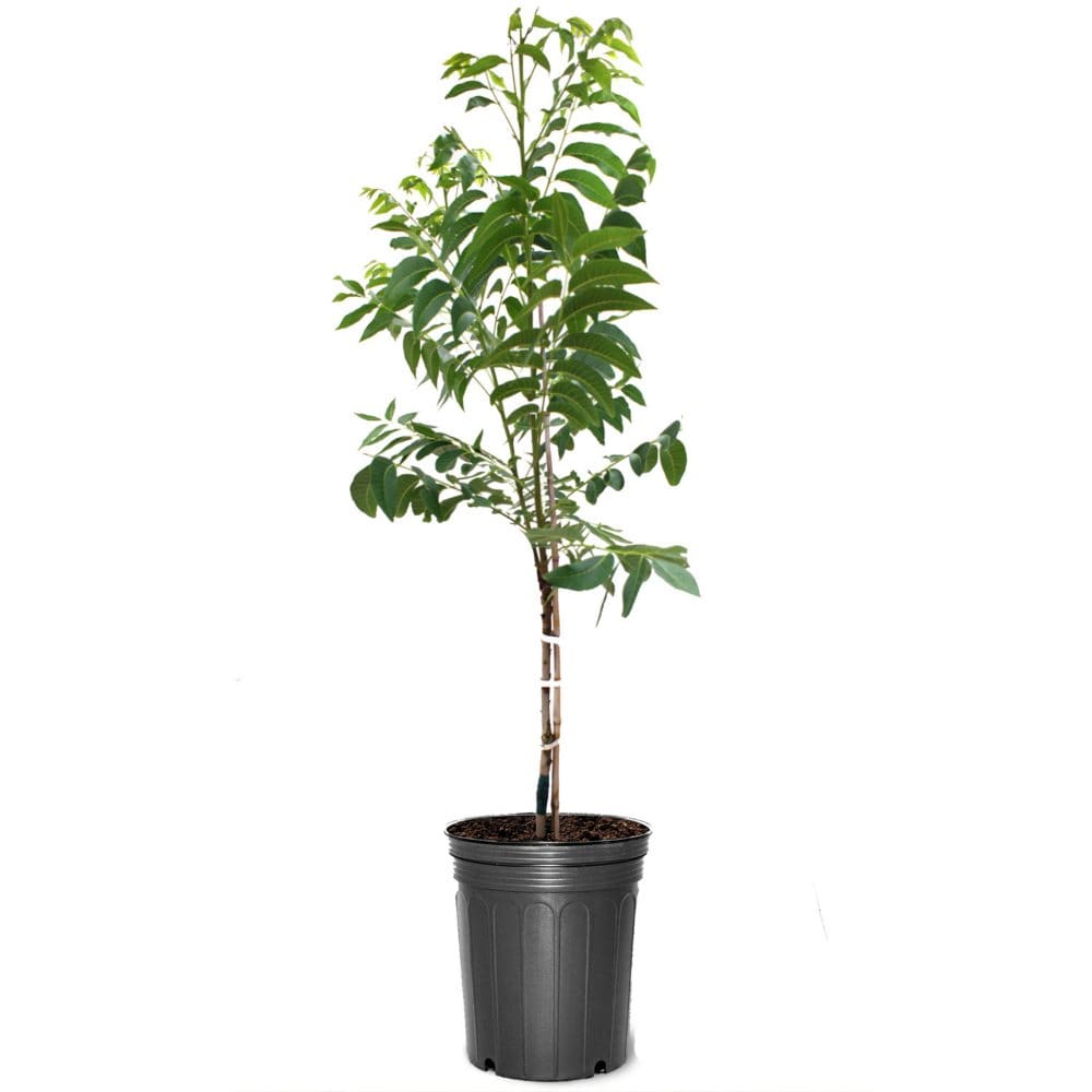 Pawnee Pecan Tree #5 Pot - Plants - Pawnee
