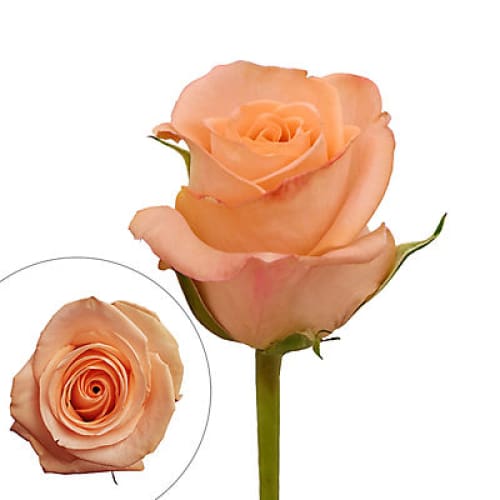 Peach Roses - Home/Flowers/Roses & Petals/ - InBloom