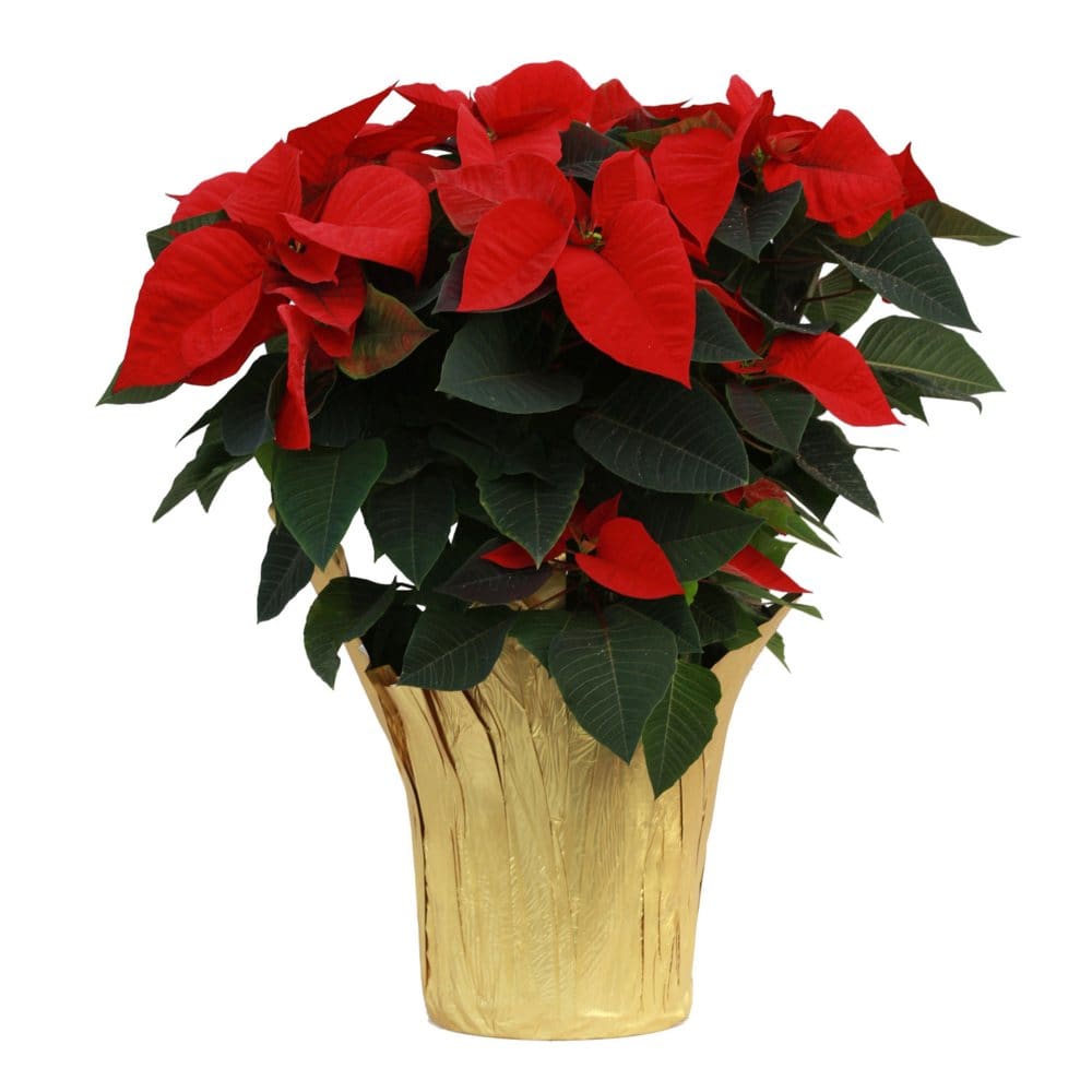 Poinsettia Planter in Decorative Covered Pot - Seeds & Bulbs - ShelHealth