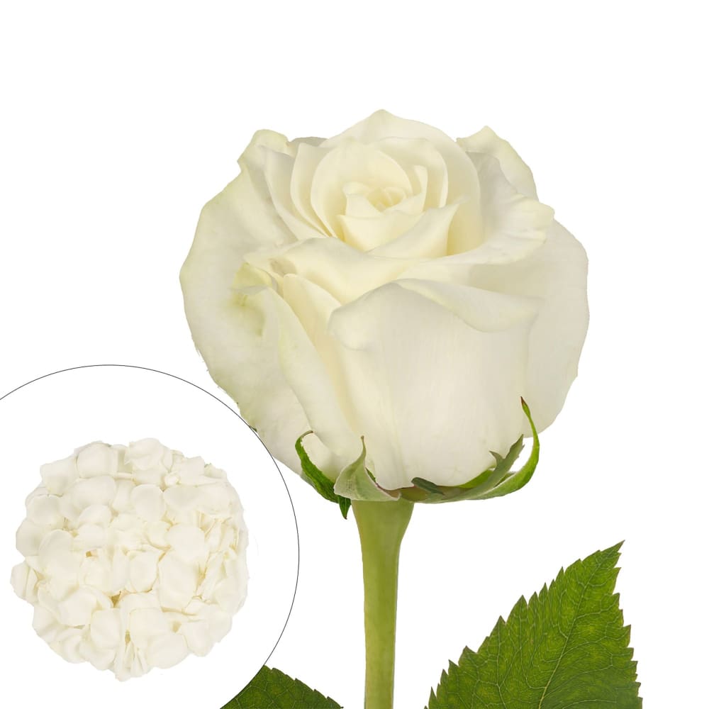 Roses and Petals Combo Box 75/2,000 pk. - White - InBloom