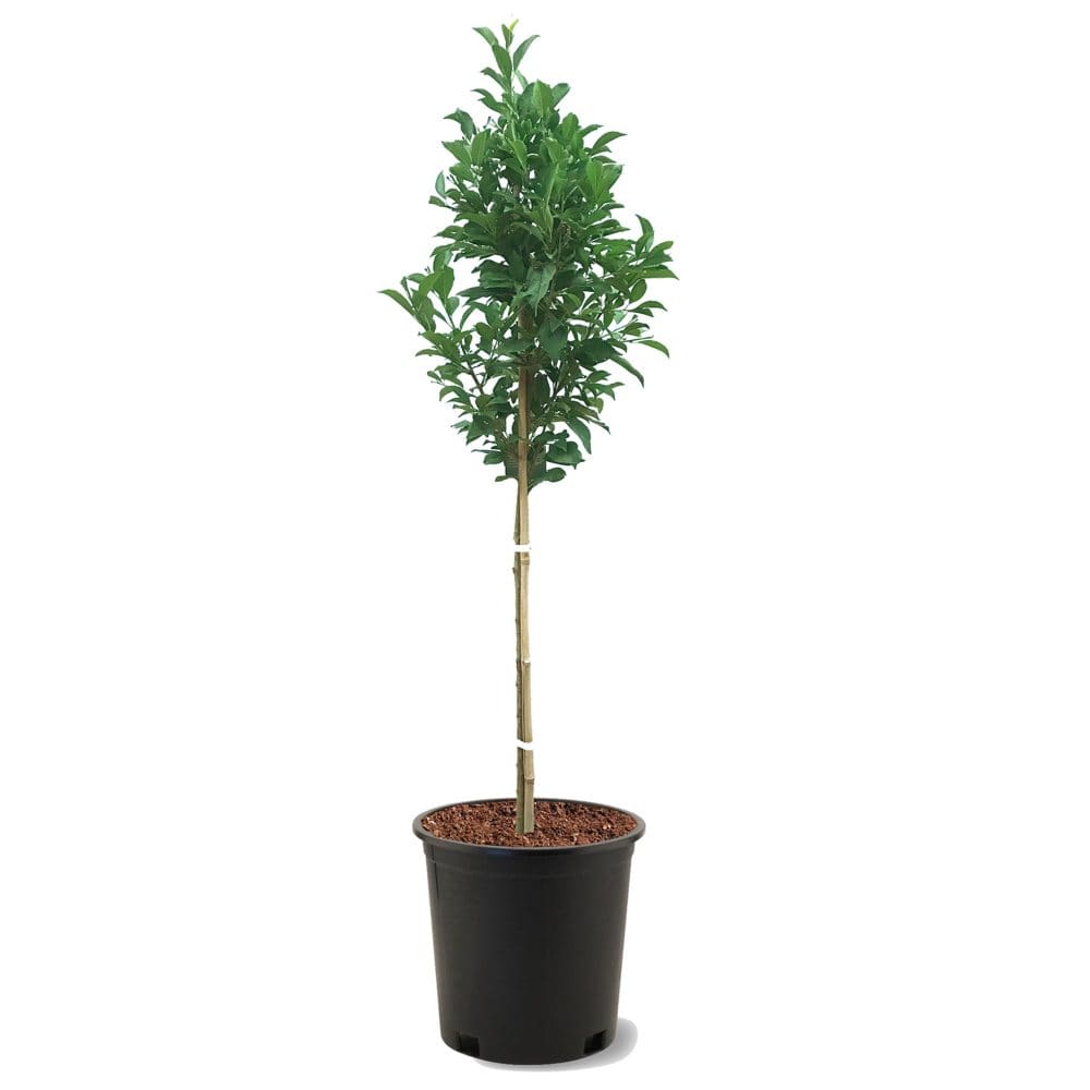 Santa Rosa Plum Tree - Plants - ShelHealth