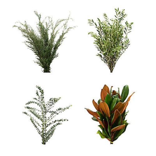 Trendy Holiday Greens - Home/Flowers/Greenery & Fillers/ - InBloom
