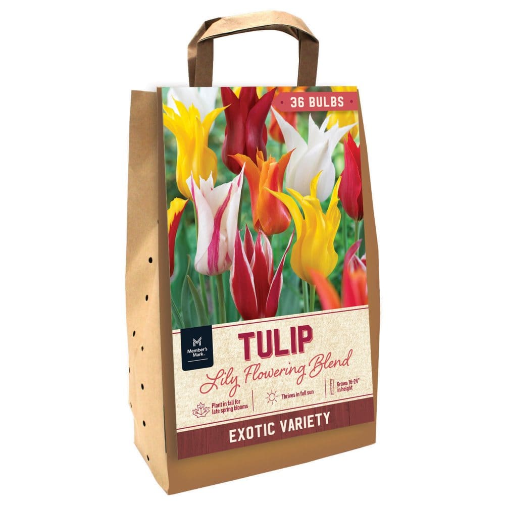 Tulip Lily Flowering Mix - Package of 36 Dormant Bulbs - Seeds & Bulbs - Tulip