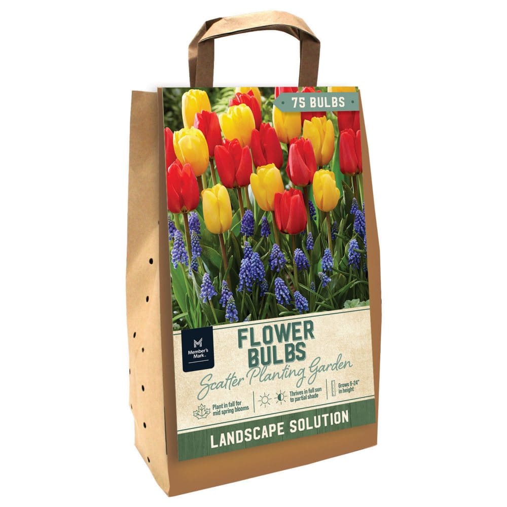 Tulip/Muscari Scatter Planting - Package of 75 Dormant Bulbs - Seeds & Bulbs - Tulip/Muscari
