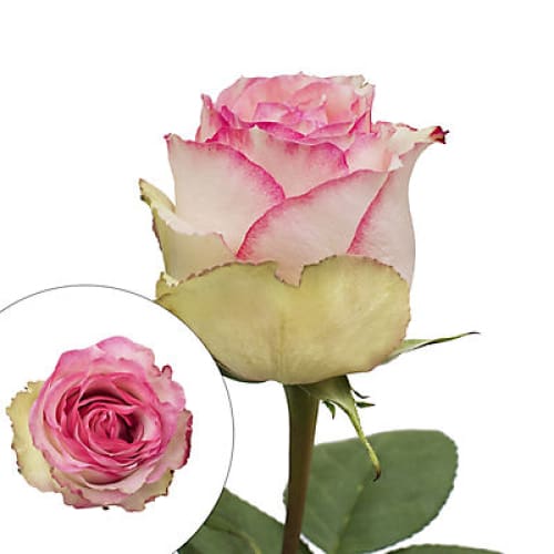 White/Pink Bicolor Roses - Home/Flowers/Roses & Petals/ - InBloom