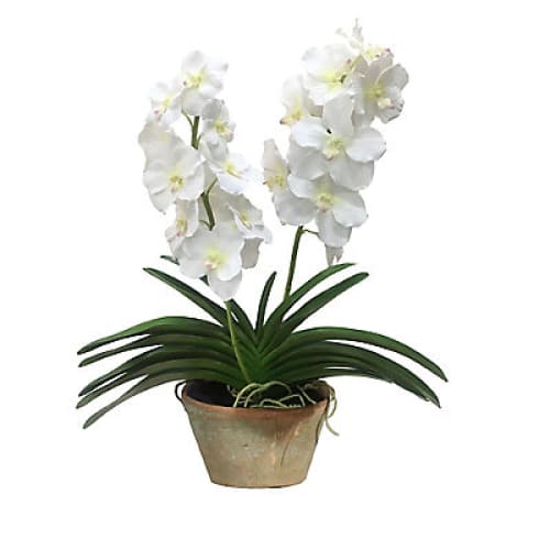 Winward Potted Vanda Orchid Decorative Artificial Plant - Two-Tone White - Home/Home/Home Decor/Decorative Items/ - Winward