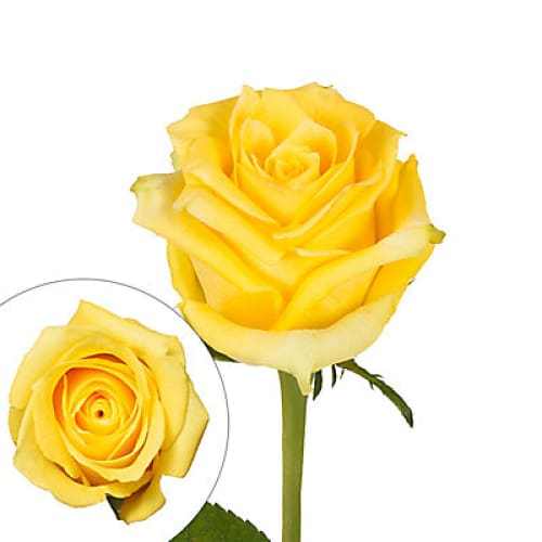 Yellow Roses - Home/Flowers/Roses & Petals/ - InBloom