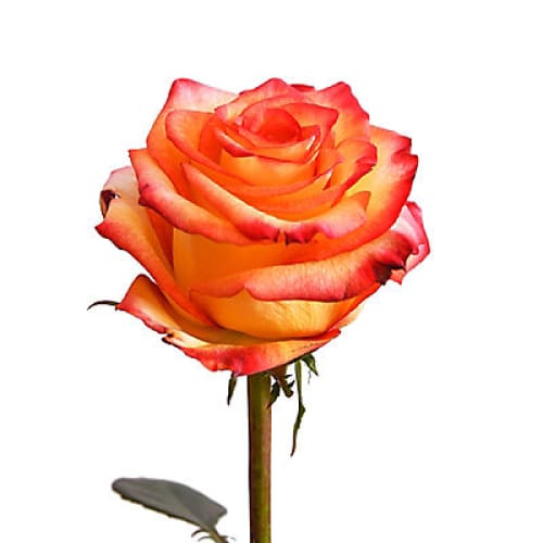 Yellow/Red Bicolor Roses 125 Stems - Home/Seasonal/Fall Harvest/Fall Flowers/ - InBloom