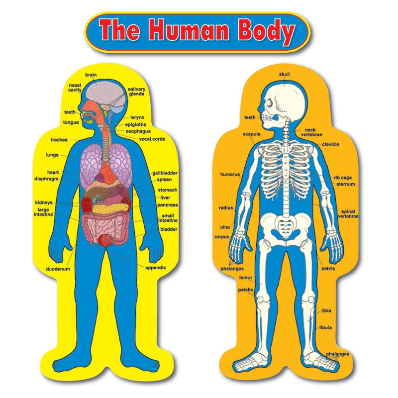Bb Set Child-Size Human Body 2 Figures 50T (Pack of 3) - Science - Carson Dellosa Education