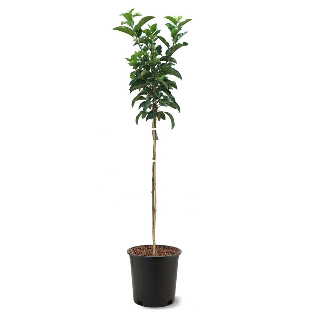 Ein Shemer Apple Tree #5 Pot - Plants - Ein