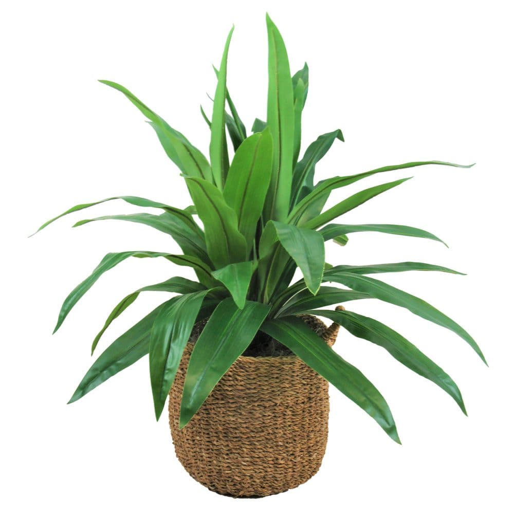 Faux 42 Dracaena in Handwoven Boho-Style Basket - Cape Cod Bedroom Look - Faux