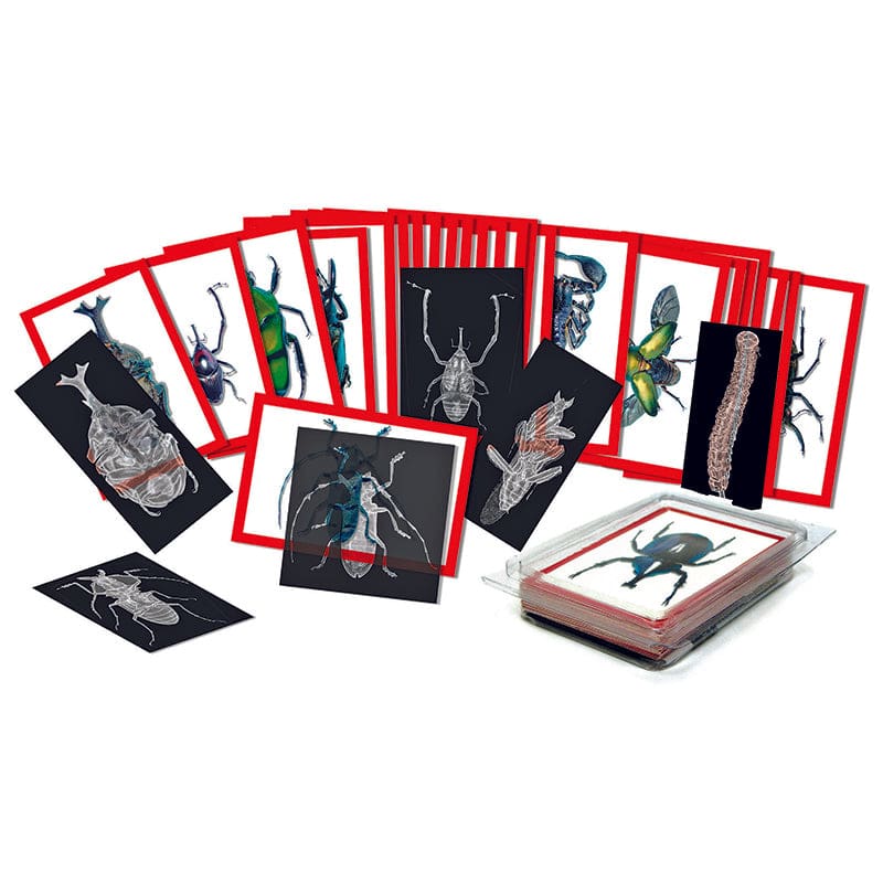 Insect X-Rays And Picture Cards - Animal Studies - Roylco Inc.