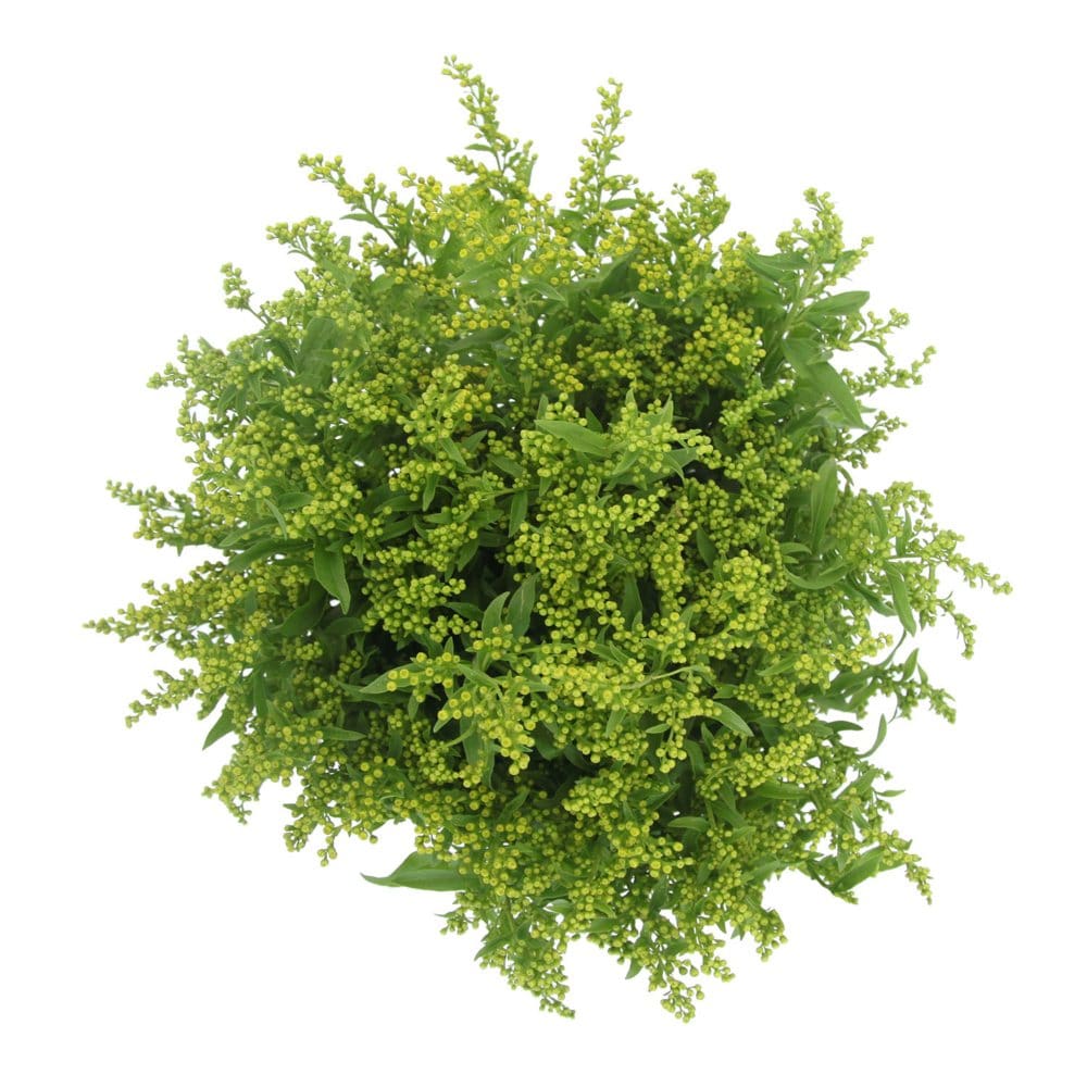 Member’s Mark Golden Glory Solidago (140 Stems) - Fillers & Greenery - Member’s Mark