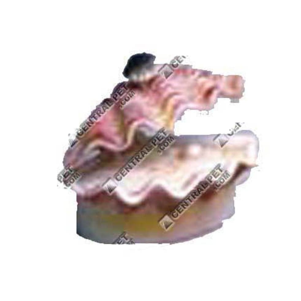 Penn-Plax Tropical Clam Air Aquarium Ornament Tropical Calm White; Pink - Pet Supplies - Penn-Plax