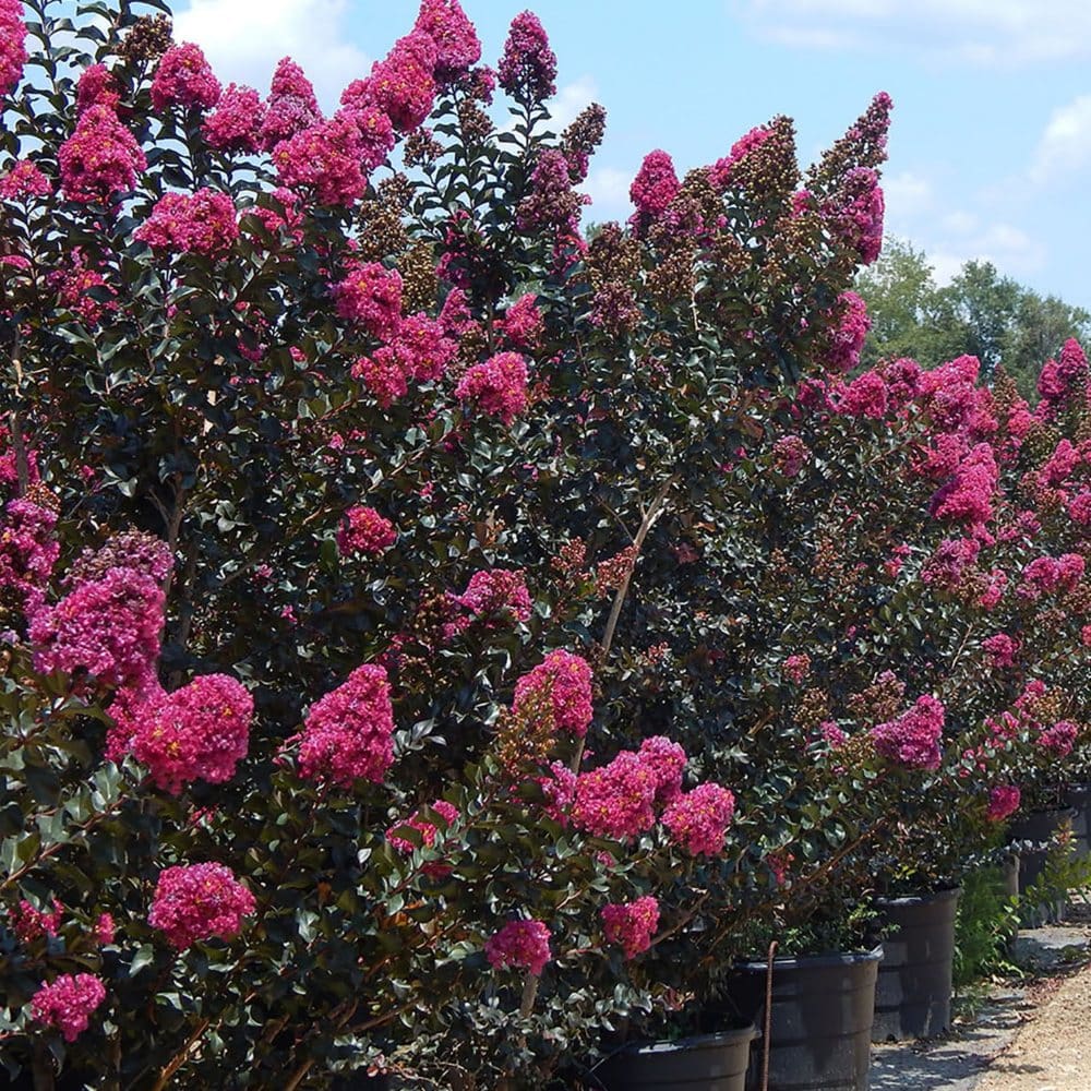 Plum Magic Crape Myrtle - Plants - Plum