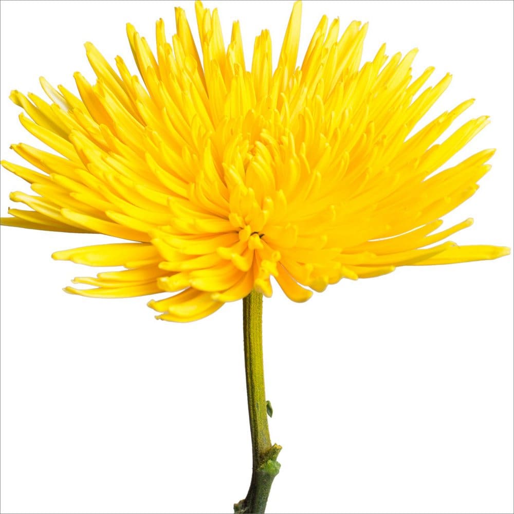 Spider Mums - Painted Yellow (100 Stems) - Mums - Spider