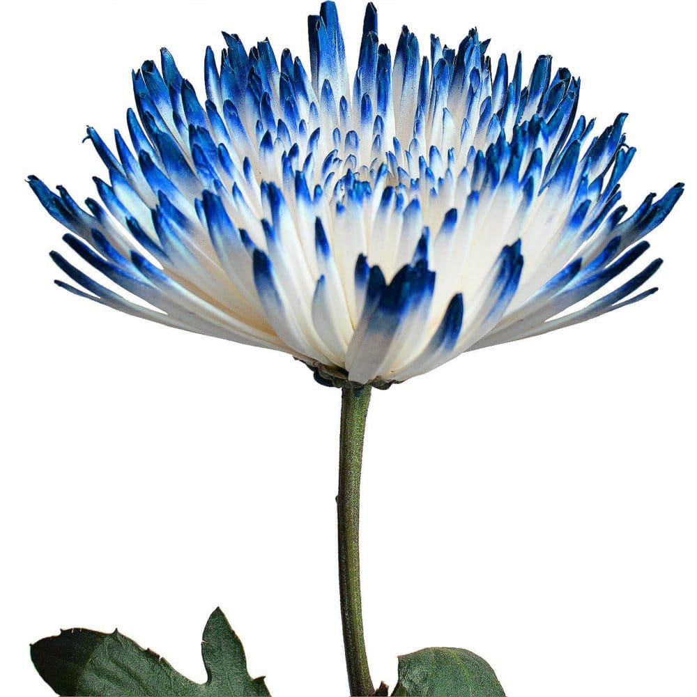 Spider Mums - White Painted Blue - 100 Stems - Mums - Spider