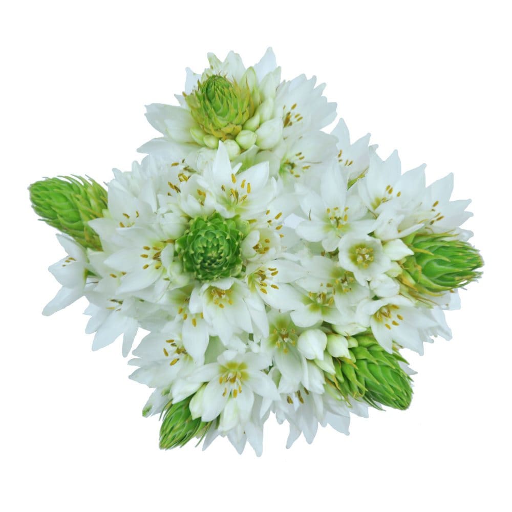 Star of Bethlehem (60 stems) - Fillers & Greenery - Star