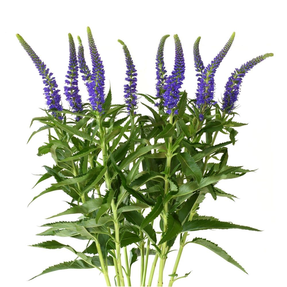 Veronica Flower Purpleish Blue (100 stems) - Fillers & Greenery - Veronica