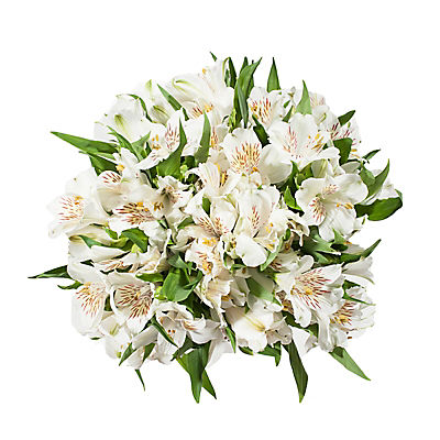 Alstromeria, 120 Stems - White